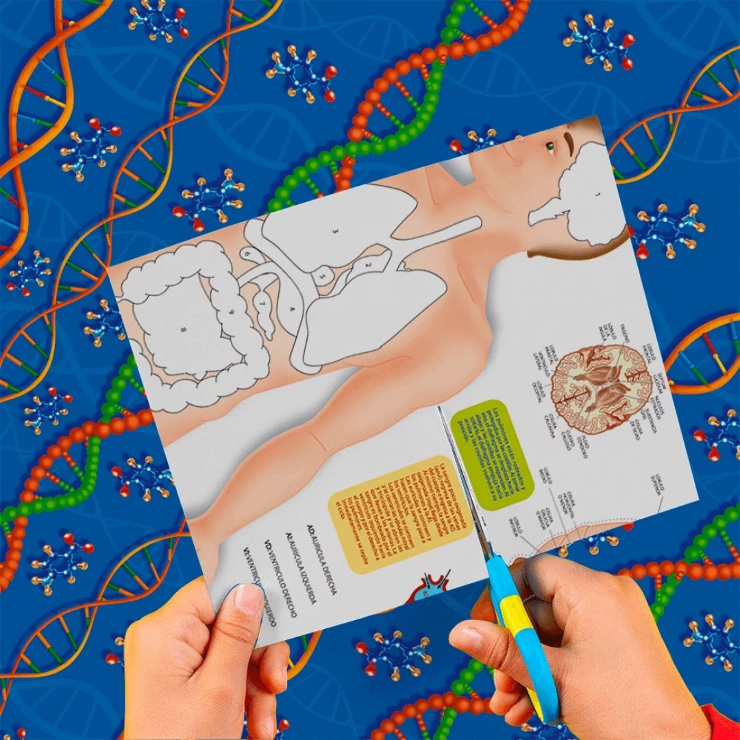 cartulina-entretenida-cuerpo-humano-5794