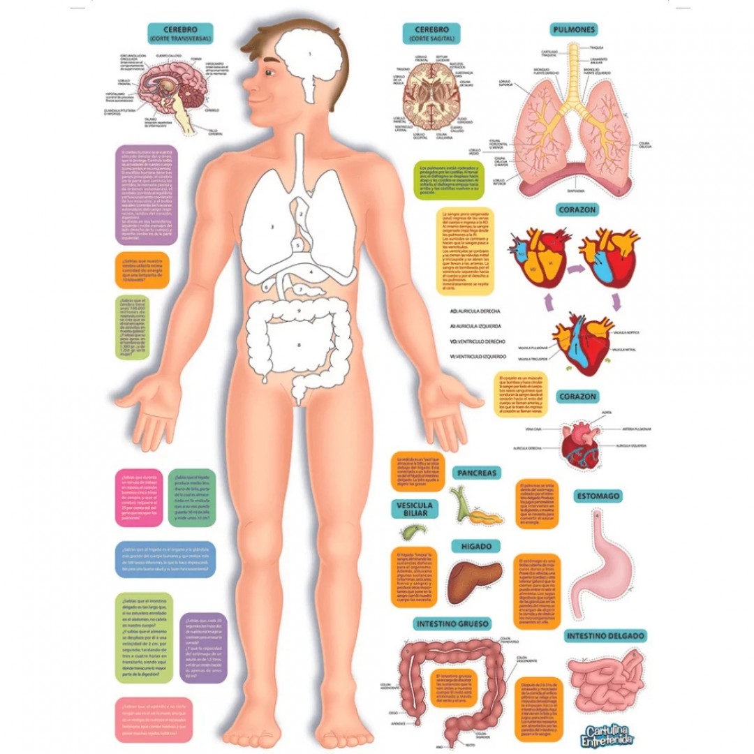 cartulina-entretenida-cuerpo-humano-5794